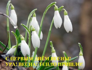 первоцвет